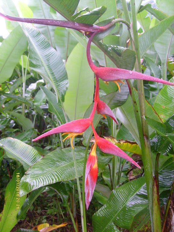 Mena Creek Flower House Екстериор снимка