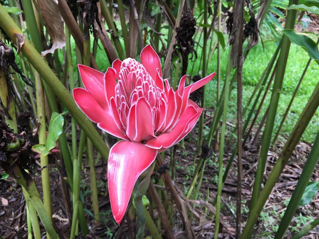 Mena Creek Flower House Екстериор снимка